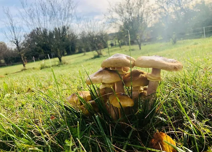 Apartament #bauernhofvilla Nur Fuer Frauen Niemegk (Brandenburg)