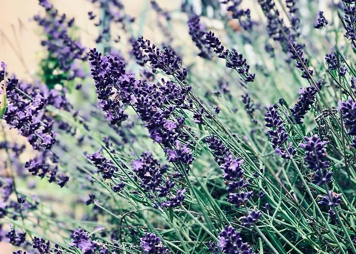 Bauernhofvilla Nur Fuer Frauen Woman Only